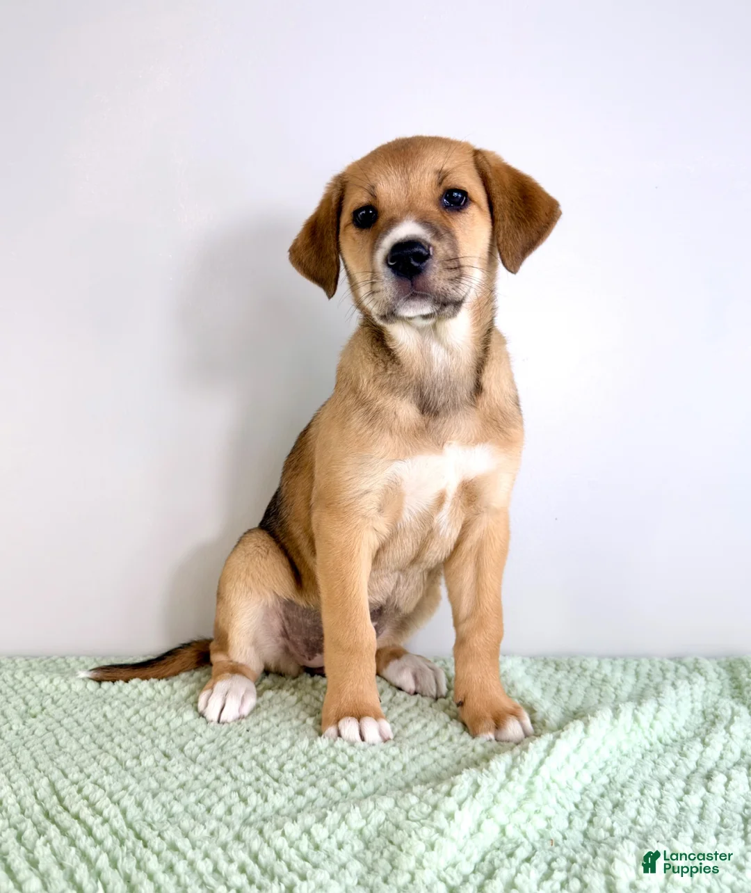 Mixed Breed dogs for sale: Callie - Ad 2