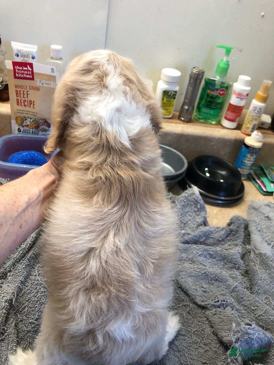 Cocker Spaniel dogs for sale: Vet checked perfect  - Ad 6