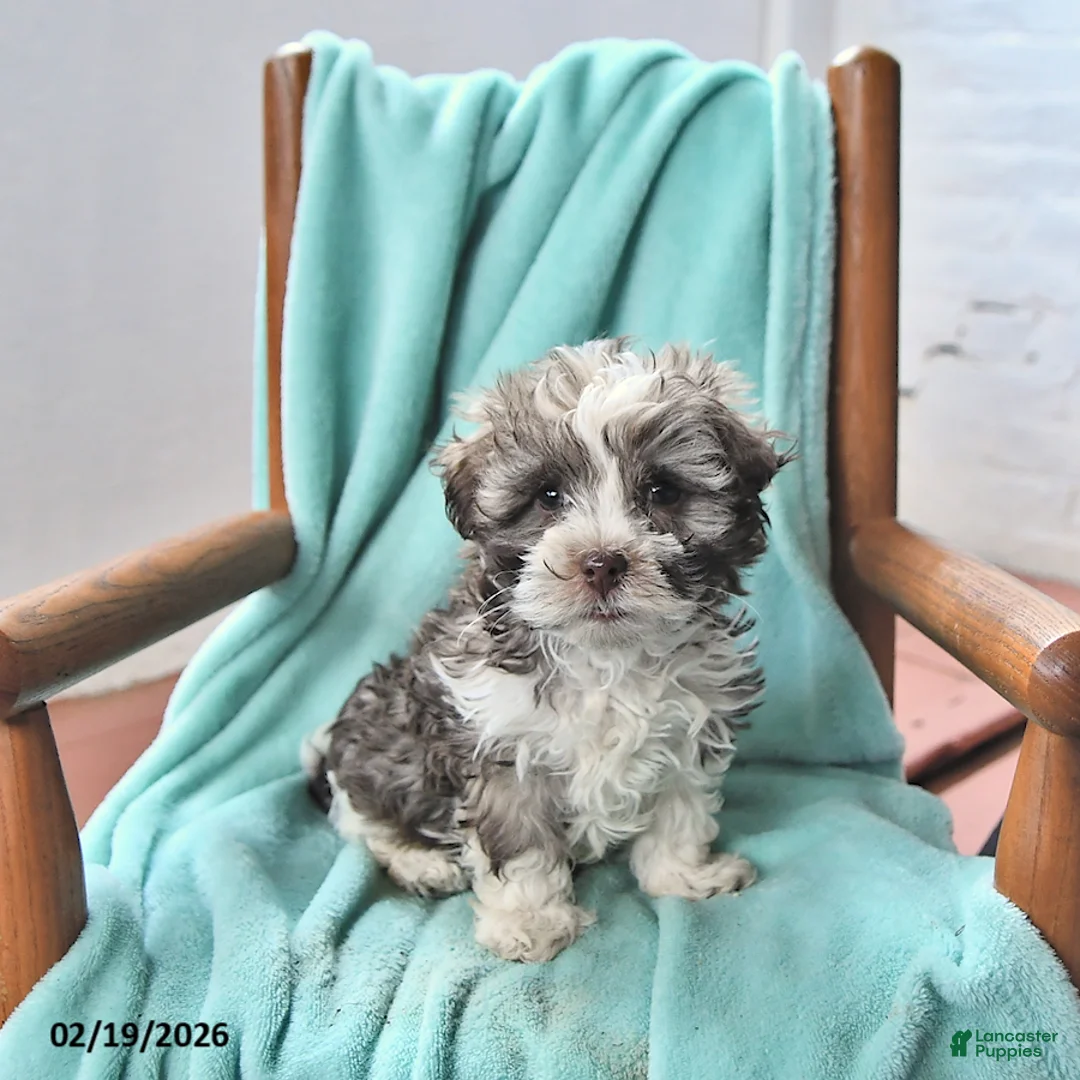 Havanese dogs for sale: Kent  - Ad 3