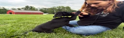 Labrador Retriever dogs for sale: Ace - Ad 3