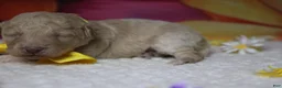 Toy Poodle dogs for sale: Alvin  - Ad 4