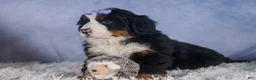 Bernese Mountain Dog dogs for sale: HONEY - Ad 14