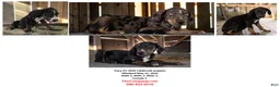 Catahoula Leopard Dog dogs for sale: Tracy II 2026 Male 3 - Ad 13