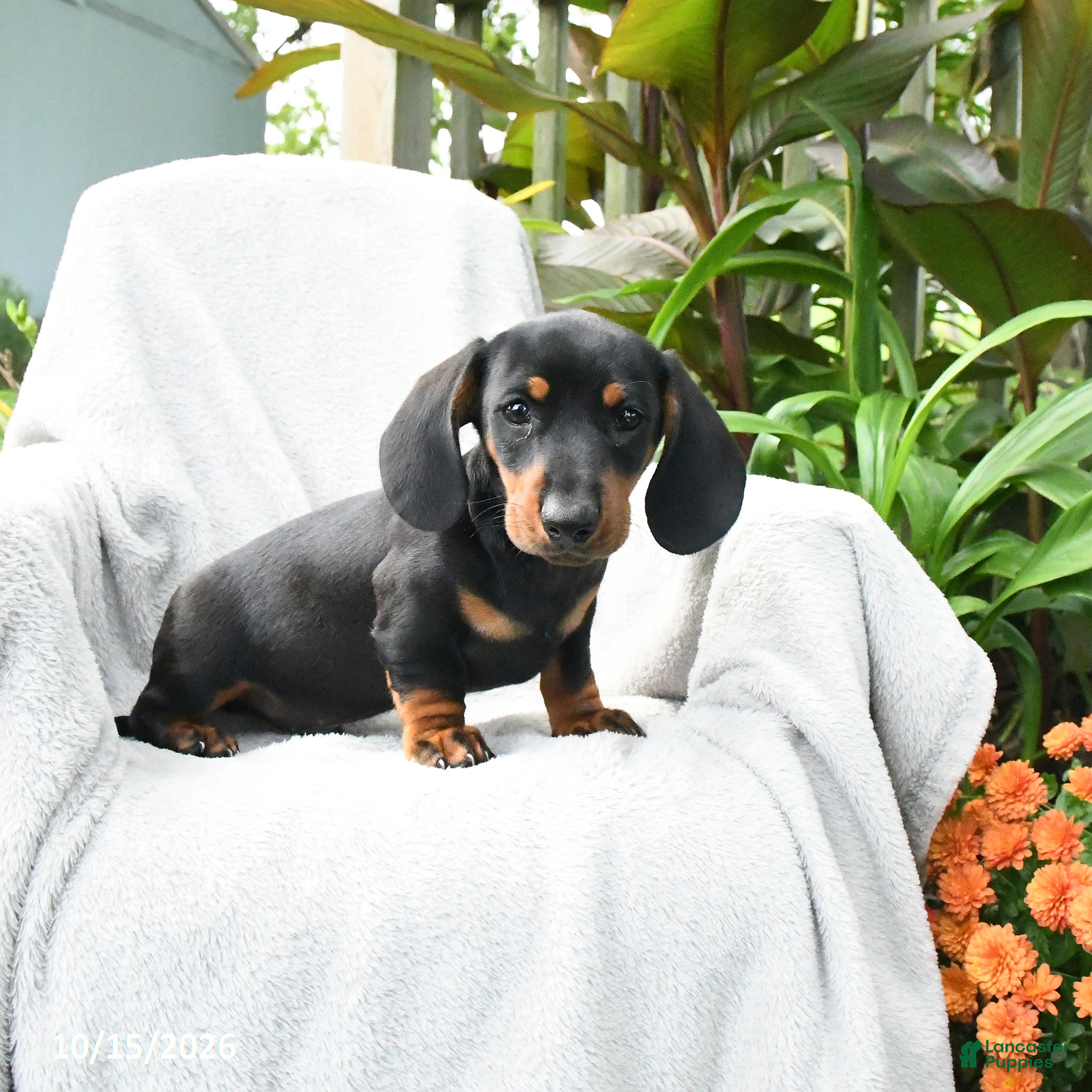 Miniature Dachshund dogs Jace - Ad 2