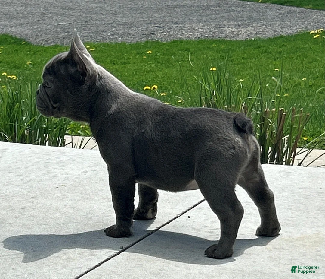 French Bulldog dogs for sale: Comet - Ad 2
