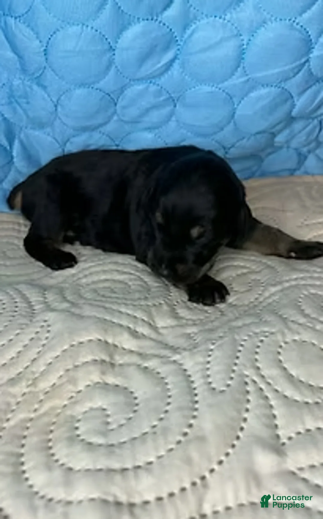 Mixed Breed dogs for sale: Rebel - Ad 4