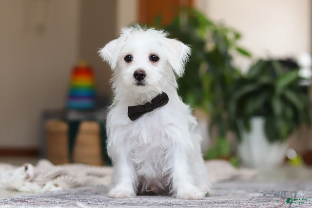 Morkie dogs for sale: Eddy - Ad 1