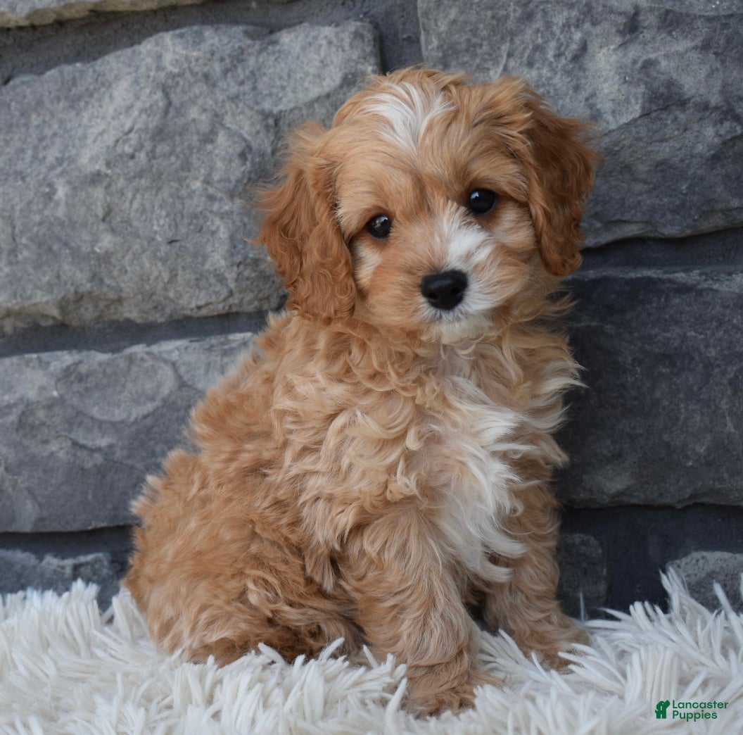 Cavapoo dogs Scooter - Ad 2