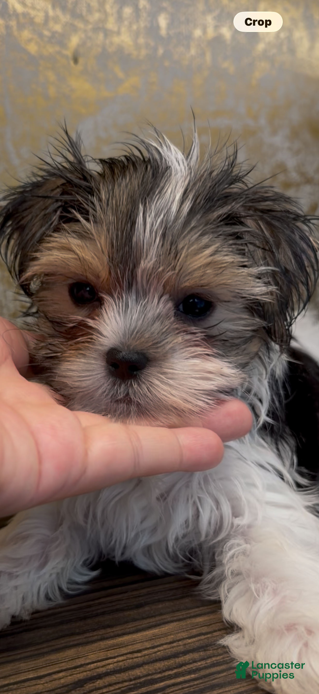 Morkie dogs Mina - Ad 2