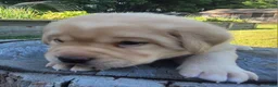 Labrador Retriever dogs for sale: Lexi - Ad 7