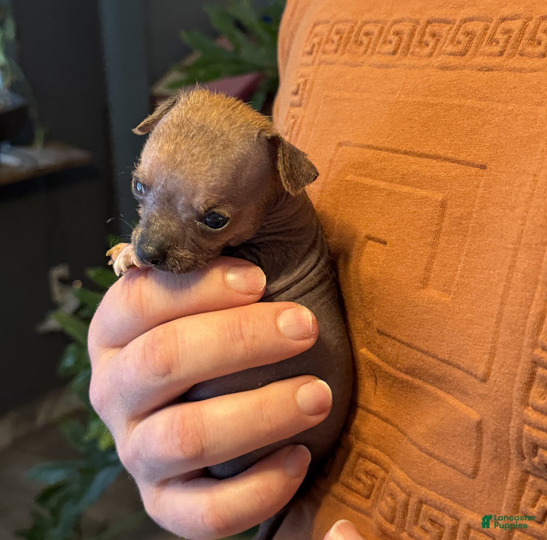 Mixed Breed dogs for sale: Chief - Ad 4