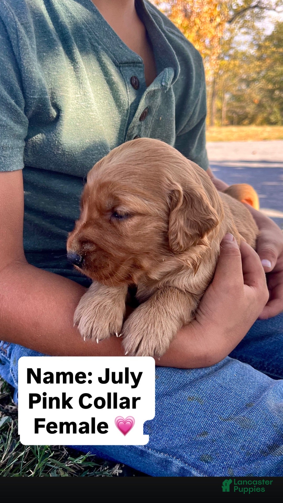 Golden Retriever dogs Golden Retriever July - Ad 1
