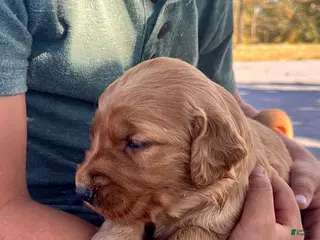Golden Retriever dogs Golden Retriever July - Ad 1