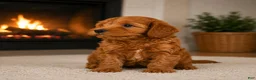Cavapoo dogs for sale: Jessie - Ad 1