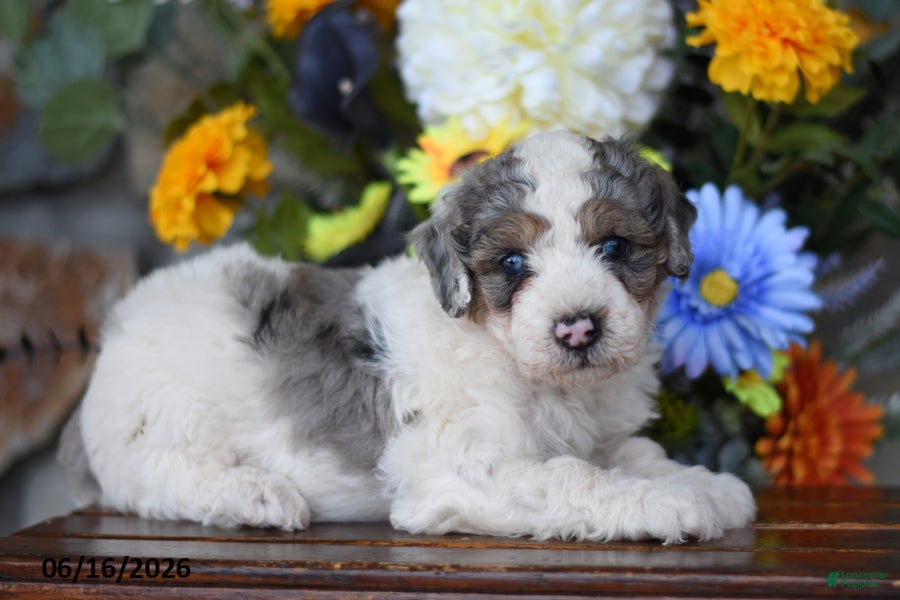 Mini Goldendoodle dogs Atlas - Ad 2