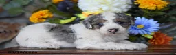 Mini Goldendoodle dogs for sale: Atlas - Ad 2