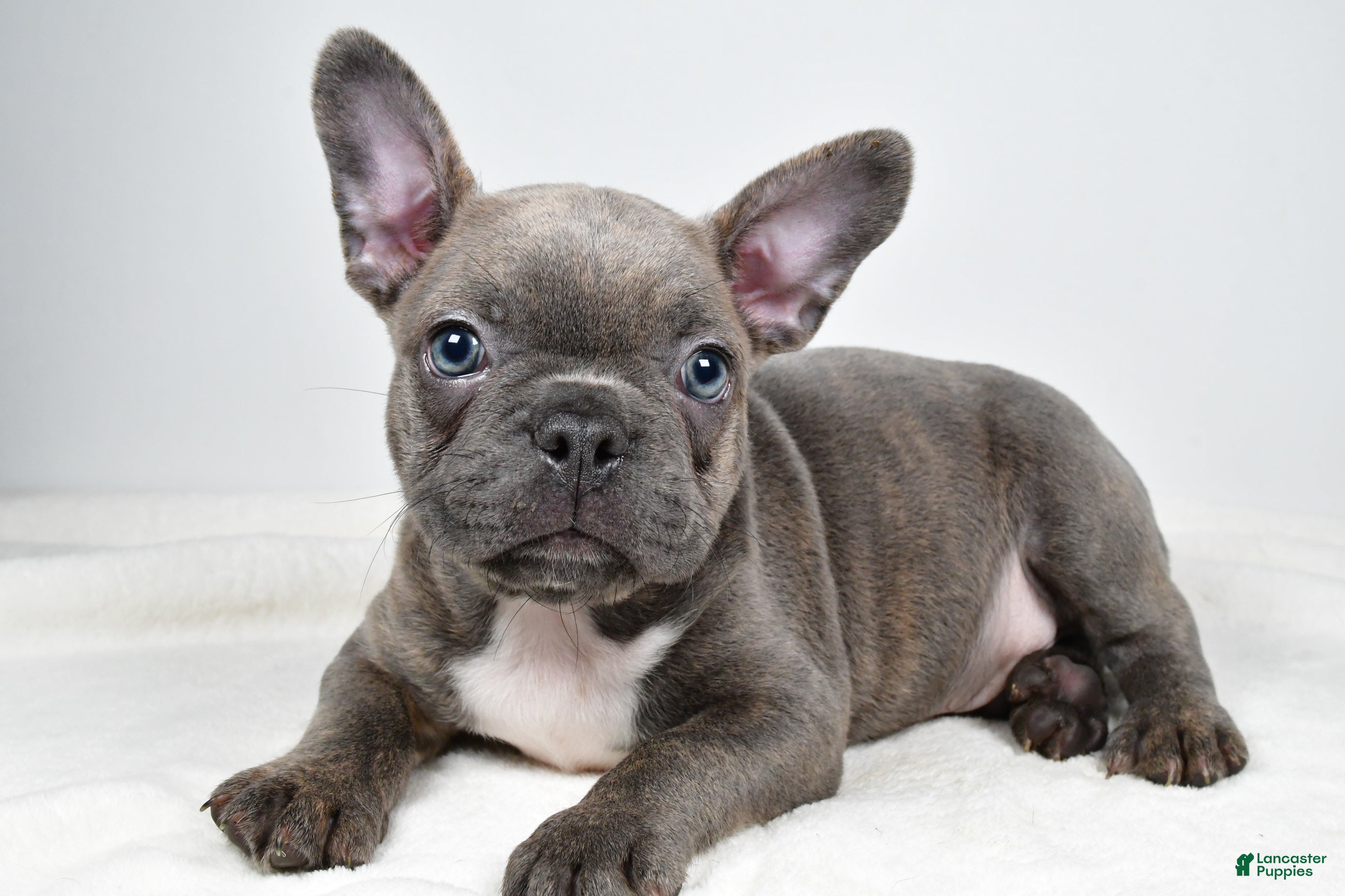 Frenchton dogs Cooper - Ad 1