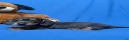 Miniature Dachshund dogs for sale: Smooth coat black & tan male AKC  - Ad 2
