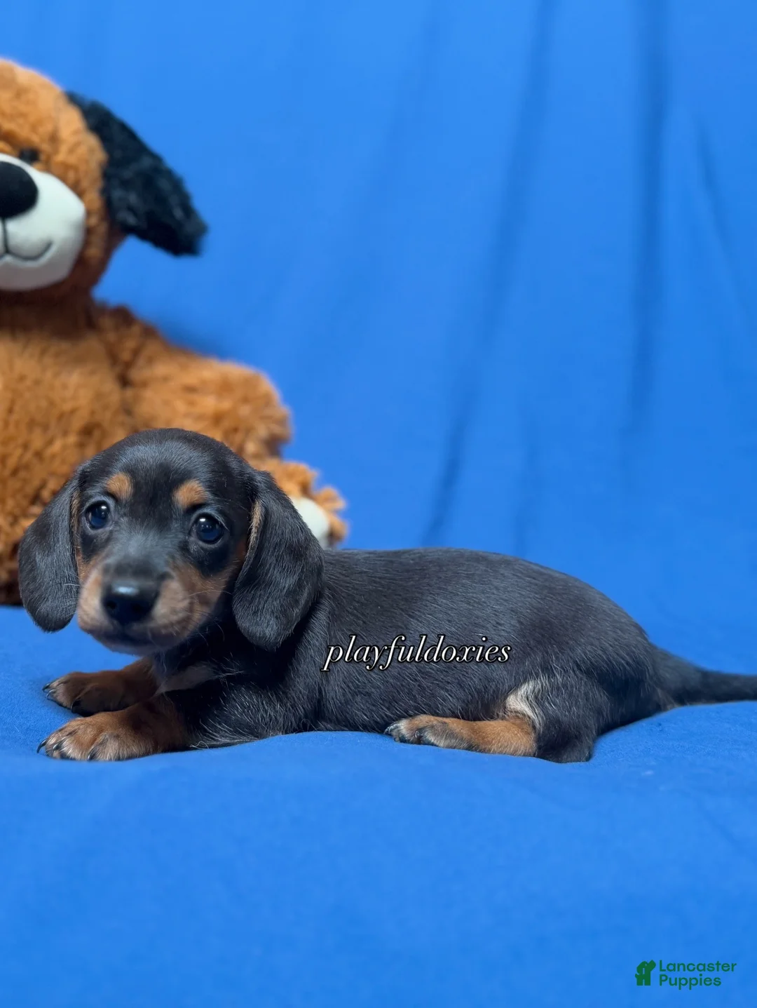 Miniature Dachshund dogs for sale: Smooth coat black & tan male AKC  - Ad 2
