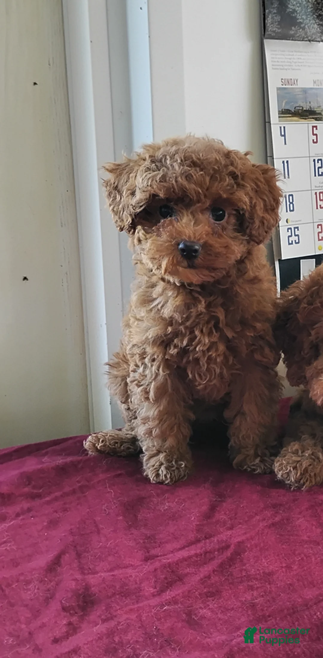 Cavapoo dogs for sale: Katie Mae - Ad 3