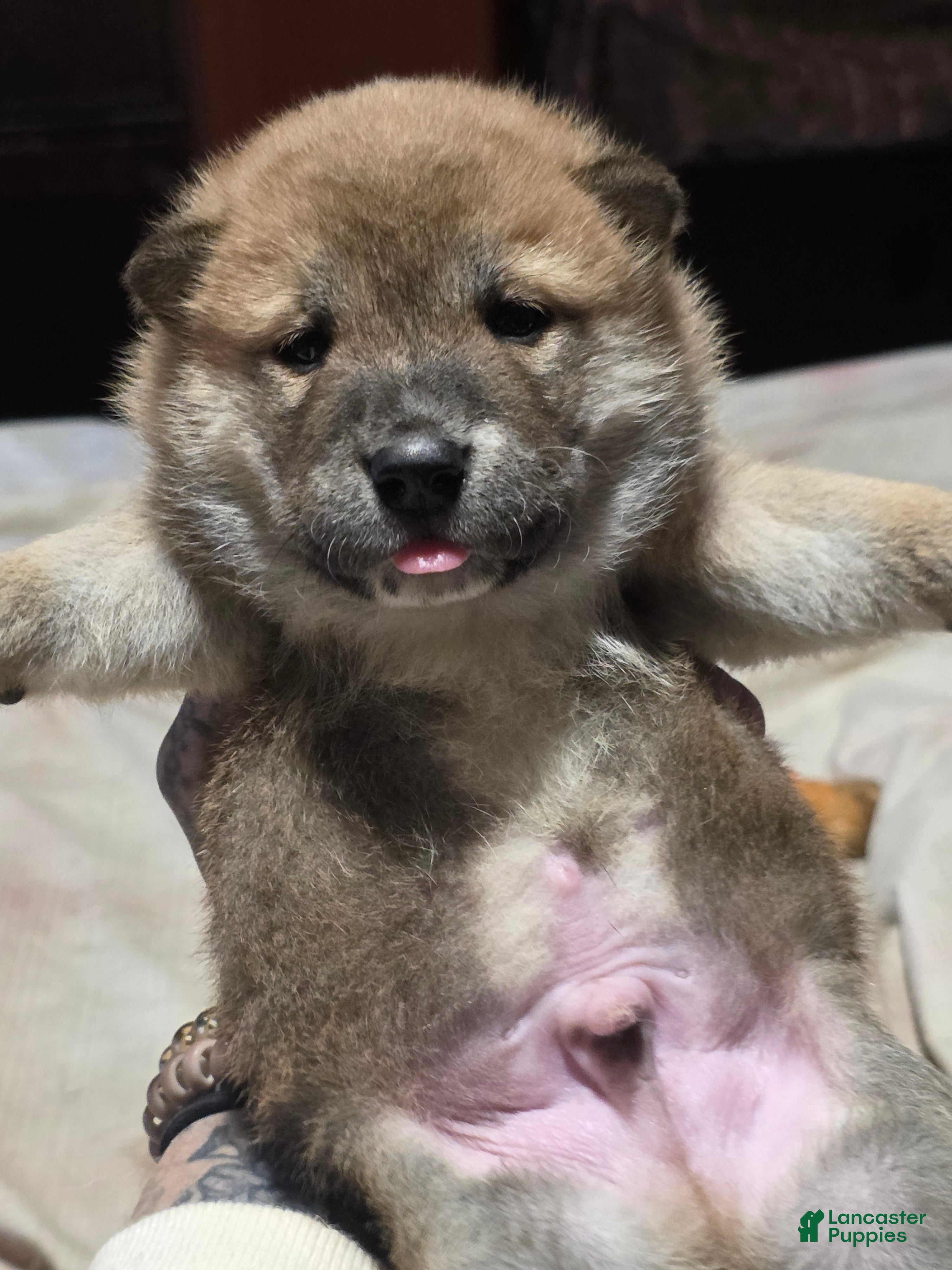 Shiba Inu dogs Shiba Inu Puppy 1 - Ad 1