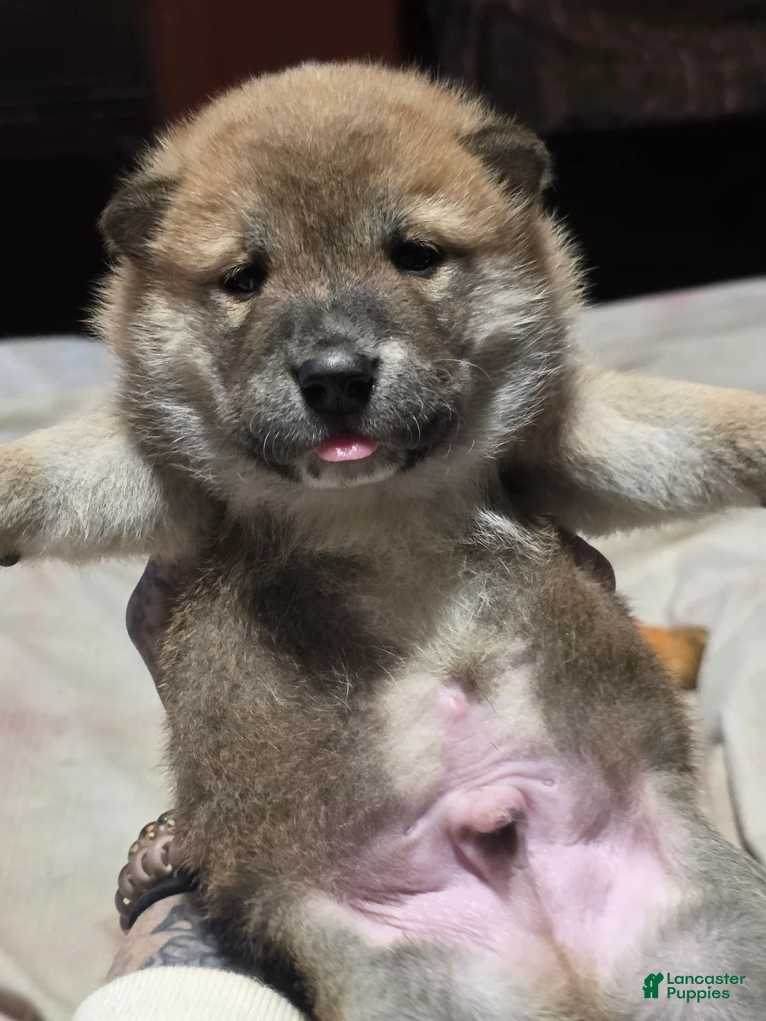 Shiba Inu dogs for sale: Shiba Inu Puppy 1 - Ad 1