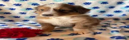 Mixed Breed dogs for sale: Linus - Ad 4