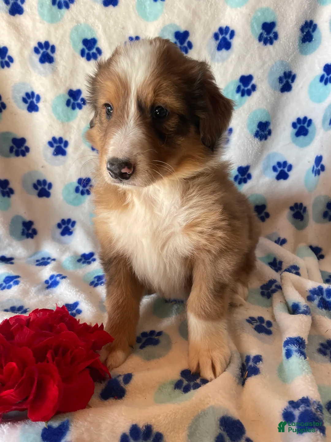 Mixed Breed dogs for sale: Linus - Ad 4
