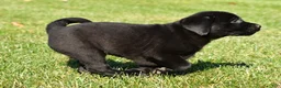 Labrador Retriever dogs for sale: Lexi - Ad 4