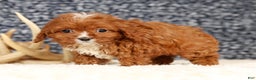 Cavapoo dogs for sale: Dusty - Ad 6