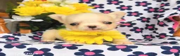 French Bulldog dogs for sale: Trixy - Ad 3