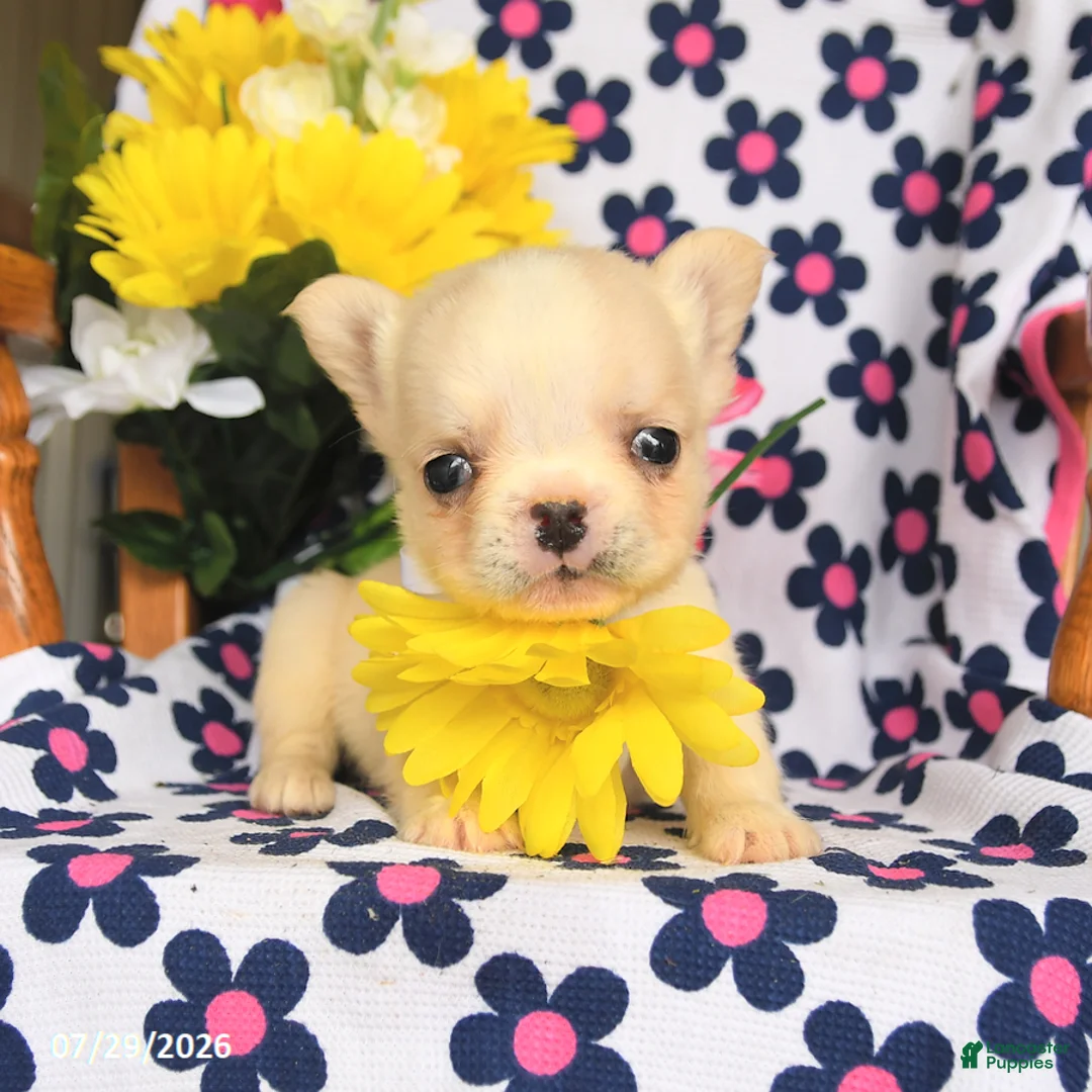 French Bulldog dogs for sale: Trixy - Ad 3