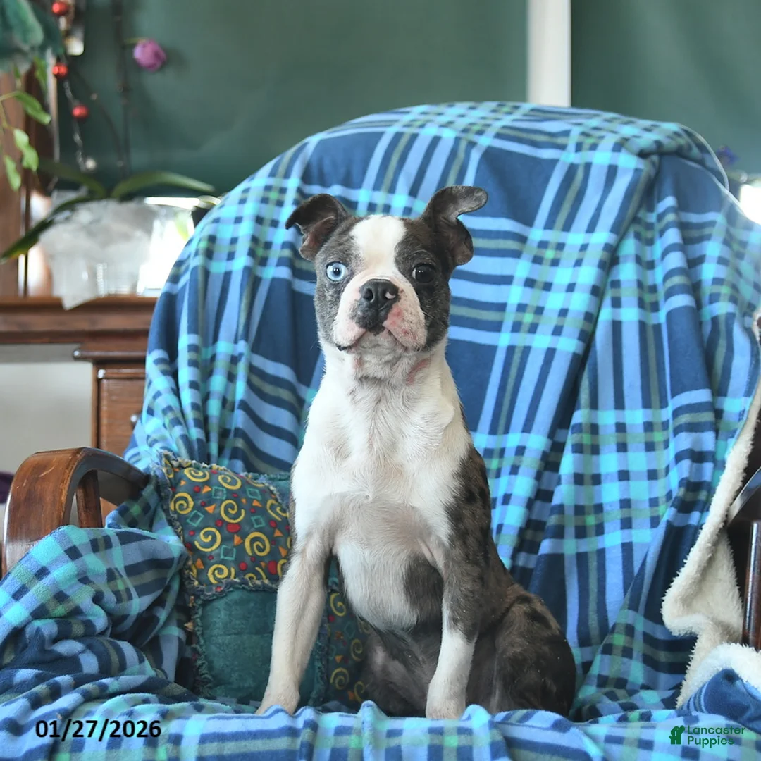 Boston Terrier dogs for sale: Davey - Ad 1