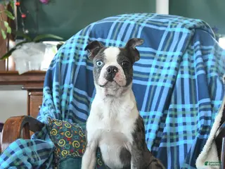 Boston Terrier dogs Davey - Ad 28