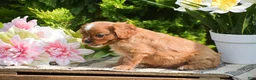 Cavalier King Charles Spaniel dogs for sale: Stanley - Ad 3