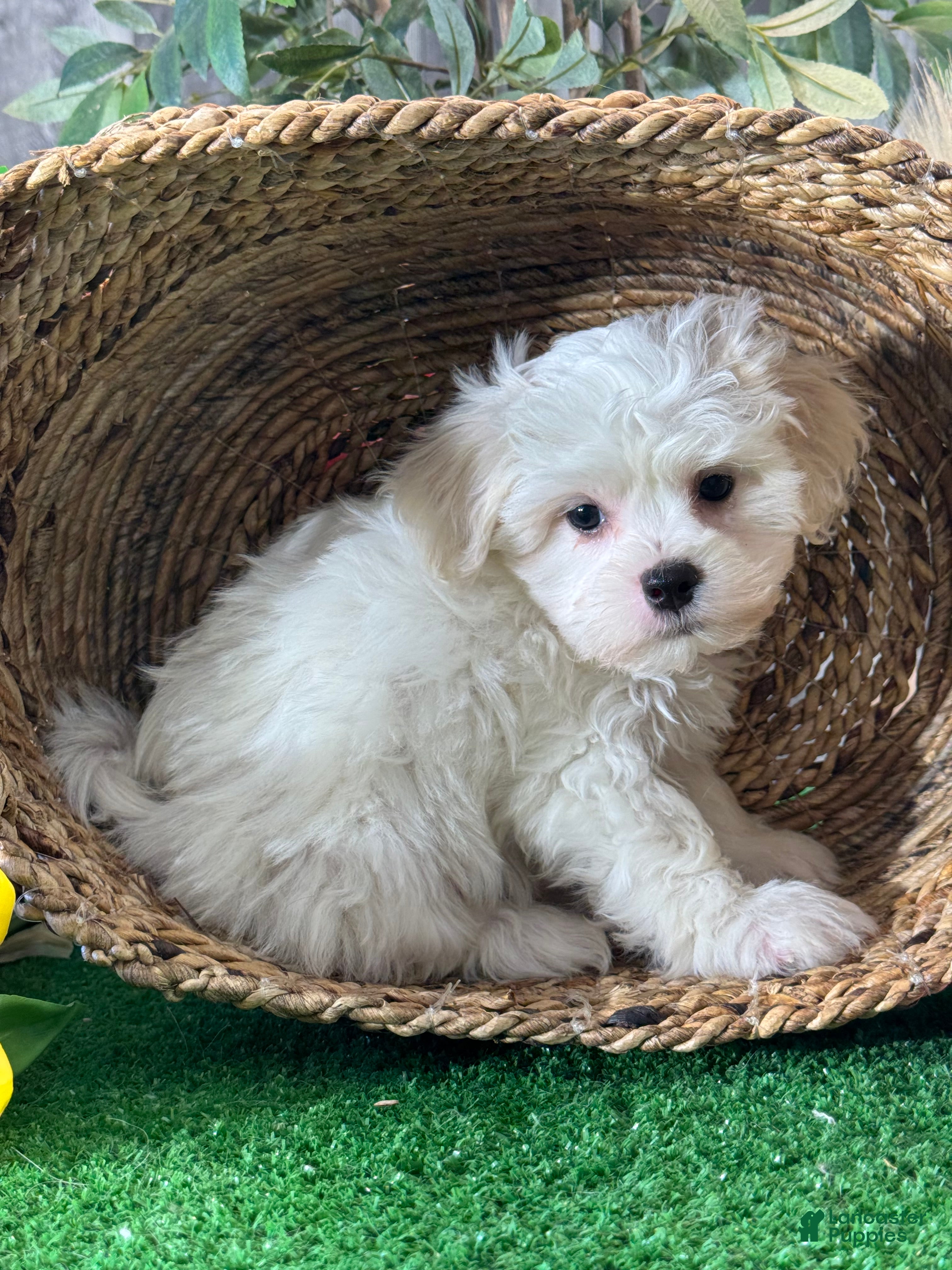 Mixed Breed dogs for sale: Louie - Ad 4