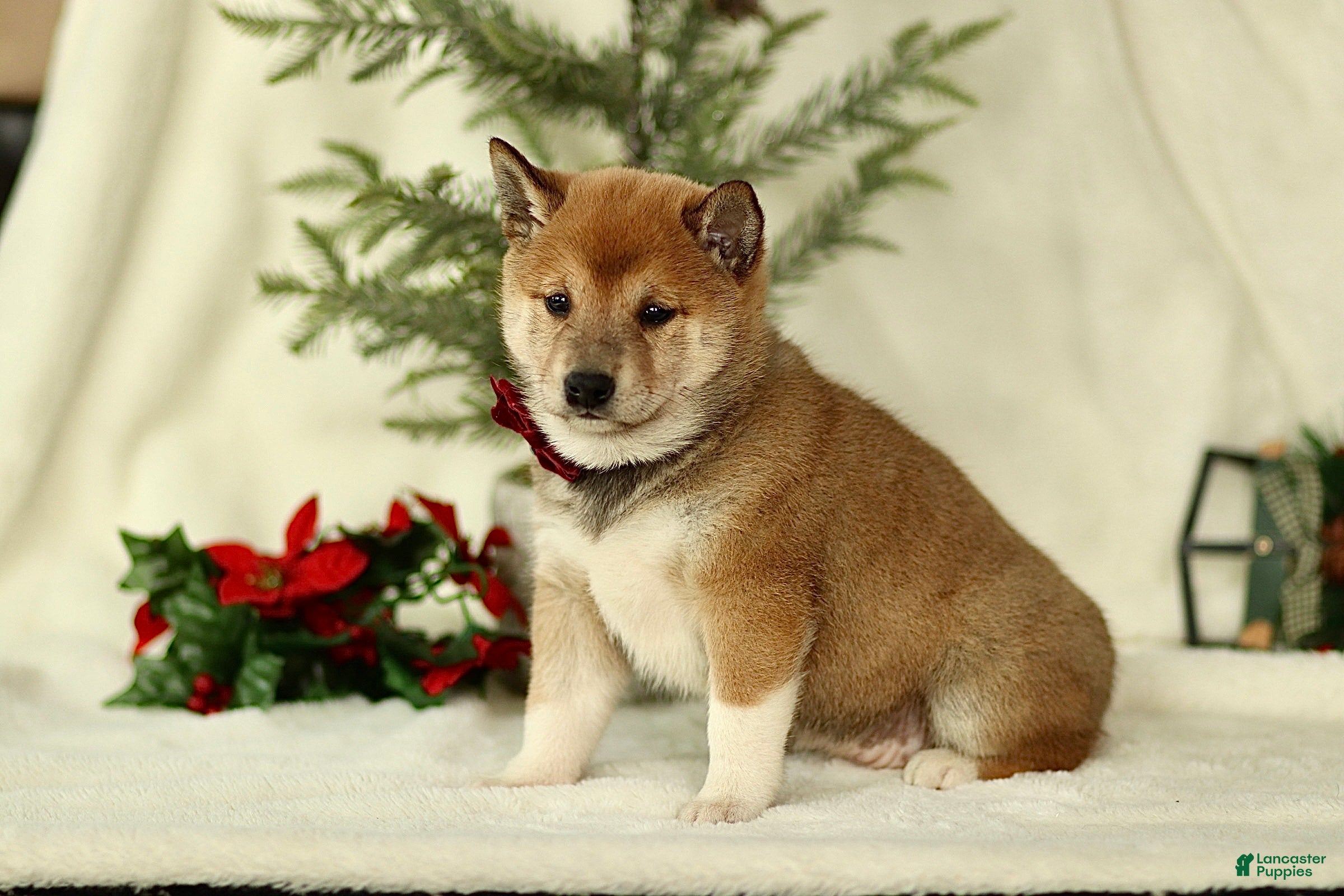 Shiba Inu dogs Bella - Ad 3