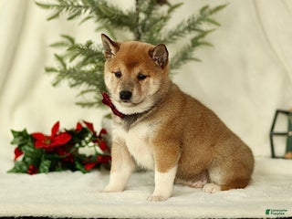Shiba Inu dogs Bella - Ad 2