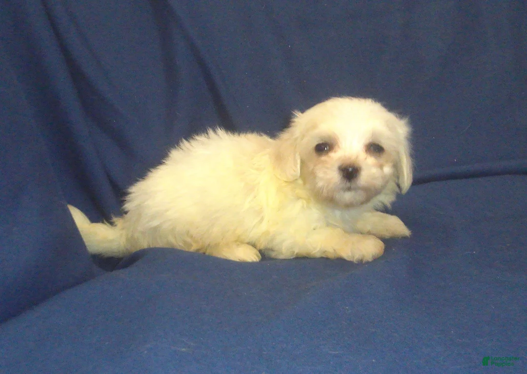 Maltipoo dogs for sale: Peggy Sue - Ad 2