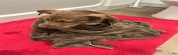 Mixed Breed dogs for sale: Mixed Breed 1 - Ad 2