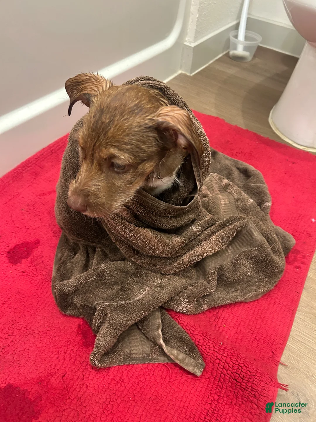 Mixed Breed dogs for sale: Mixed Breed 1 - Ad 2