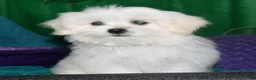 Shihpoo dogs for sale: Shiloh - Ad 6