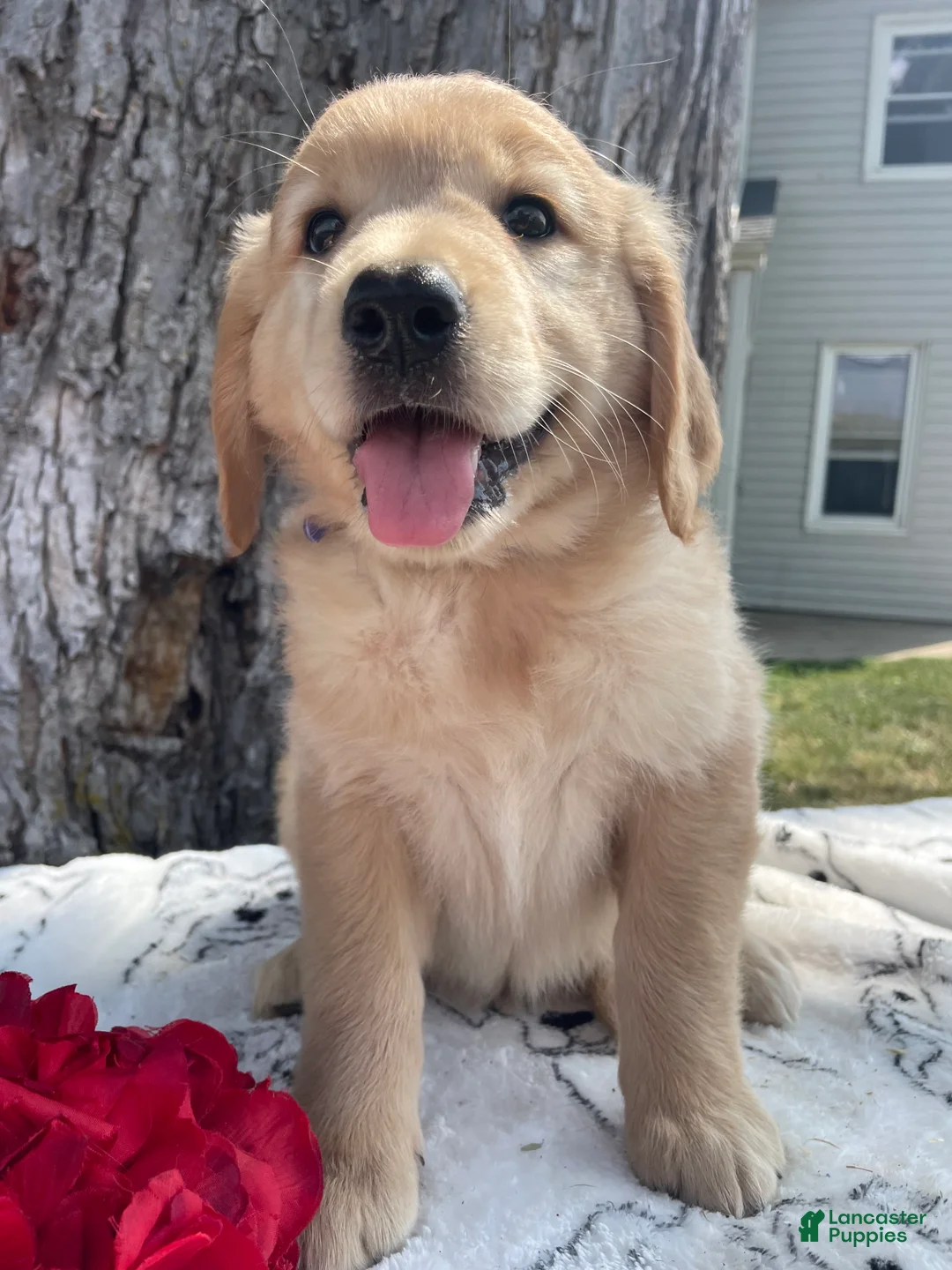 Mixed Breed dogs for sale: Molly - Ad 1