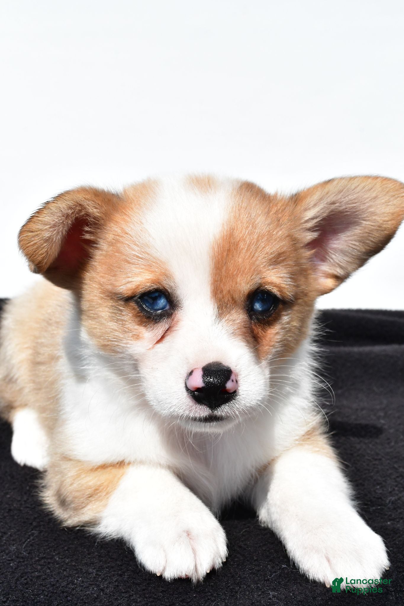 Mixed Breed dogs Oscar - Ad 2