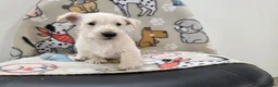 Scottish Terrier dogs for sale: Vivian - Ad 5