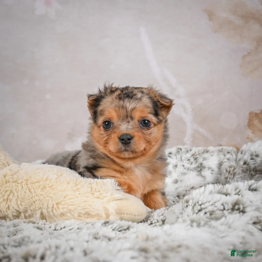 Chihuahua dogs for sale: Hazel - Ad 12