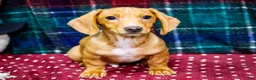 Miniature Dachshund dogs for sale: Xander - Ad 4