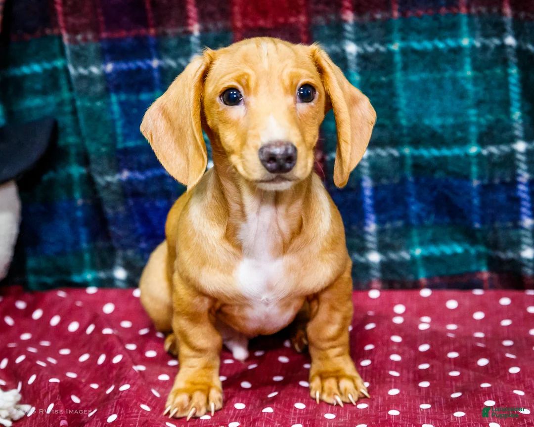 Miniature Dachshund dogs for sale: Xander - Ad 4