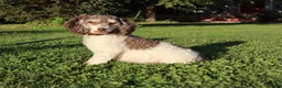 Cavapoo dogs for sale: Poem  - Ad 7