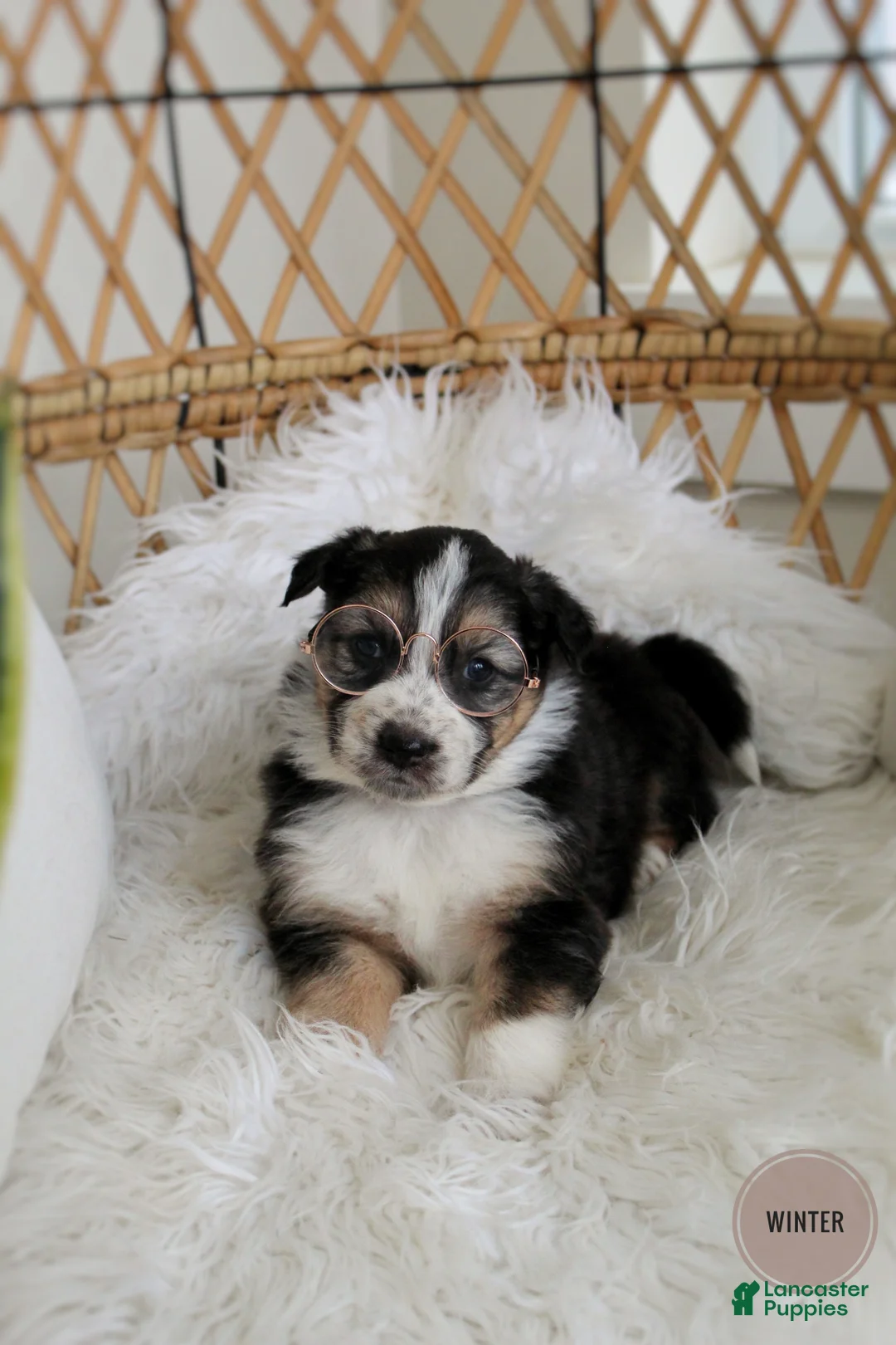 Mixed Breed dogs for sale: Winter  - Ad 1